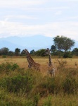 Mikumi National Park, Tanzania.