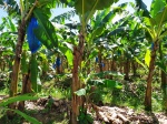 Plantación de plátanos de Santa Lucía