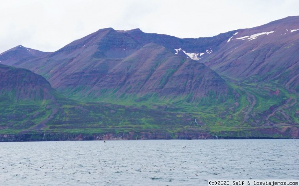 Eyjafjörður
Eyjafjörður, fiordo al norte de Islandia
