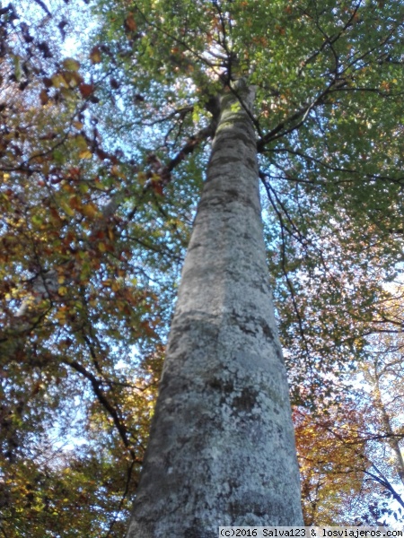 Selva de Irati
Vista en perspectiva de un arbol del bosque de IRATI
