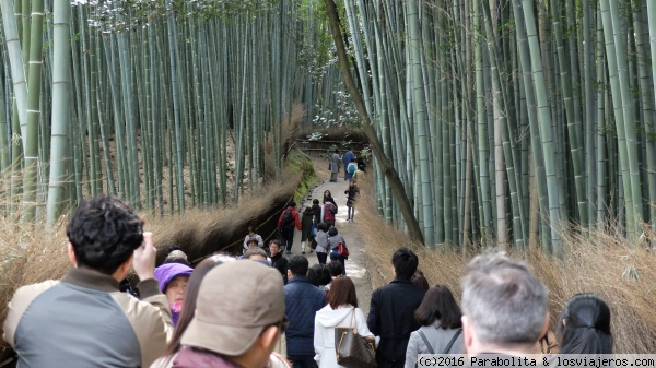 Bosque de Bambú
Mogollón de gente en el bosque de Bambú, en Arashiyama (Kyoto)
