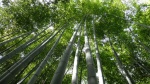 Bosque de Bambú
Bosque, Bambú, Arashiyama, bosque, bambú