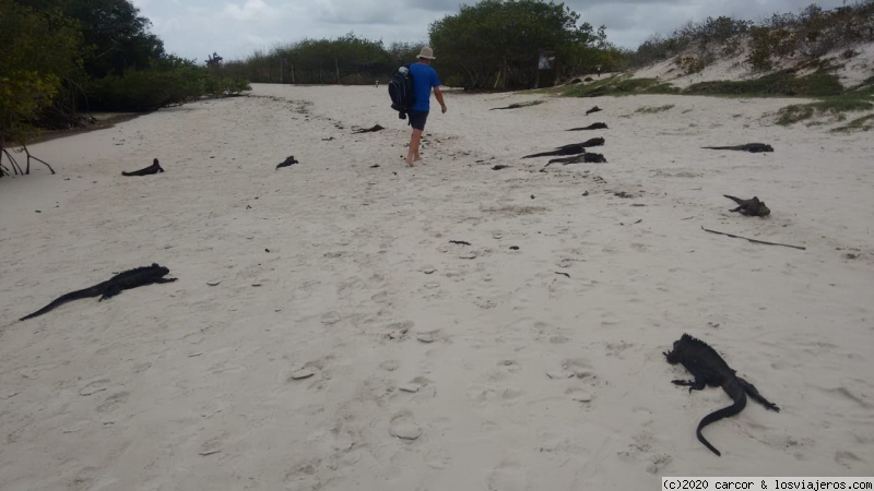 Día 11/1 - Tortugas en libertad y Playa Bahía Tortuga - Galápagos o los Dueños son Ellos (3)