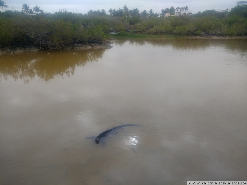 Galápagos o los Dueños son Ellos - Blogs de Ecuador - Día 14/1 - Poza de mar, Criadero de tortugas y Tour (1)