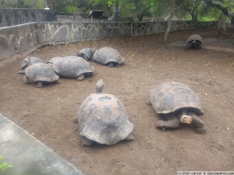 Galápagos o los Dueños son Ellos - Blogs de Ecuador - Día 14/1 - Poza de mar, Criadero de tortugas y Tour (4)