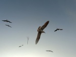 Gaviotas y Fragatas