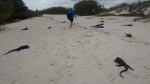 Iguanas en Playa en Bahía Tortuga
