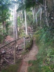 Sendero en Sierra Maestra