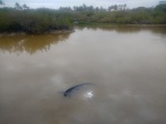 Iguana en el agua