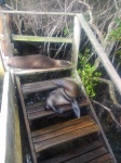 Lobos en Playa Concha Perla