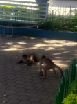 Monos Capuchinos
Monos, Capuchinos