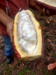 Fruto del Cacao