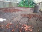 Semillas del Cacao
Semillas, Cacao