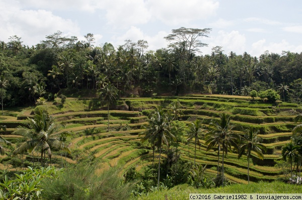 Tegalalang, plantación de arroz, Bali
Plantación de arroz de Tegalalang, Bali, Indonesia

