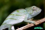 Camaleón
camaleón Madagascar fauna 