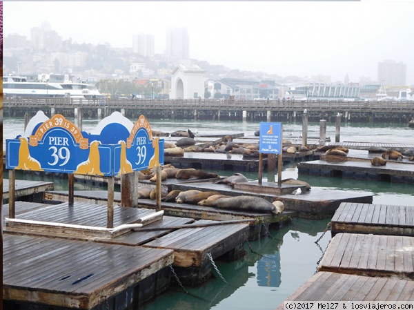 Muelle Pier 39
Muelle Pier 39
