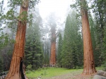 General Sherman Tree