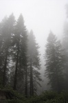 Camino por Sequoia National Park