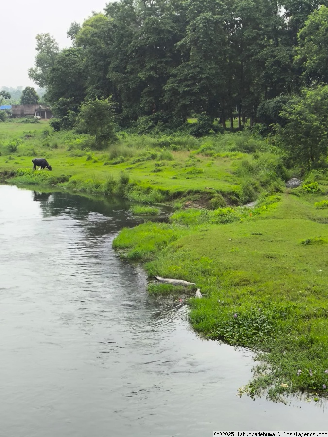 Viaje a India y Nepal Julio 2025 - Blogs de Asia - Día 16:  Safari en Coche por Chitwan (4)