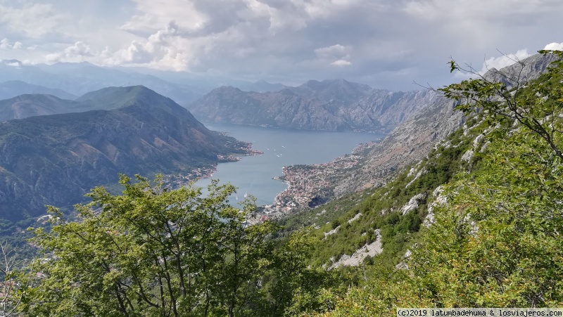 Montenegro: Kotor:  donde se vende gatitos al por mayor - Montenegro, Croacia, Dolomitas, por tierra, mar y aire. (6)