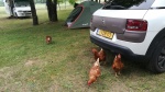 las gallinas del camping
gallinas, camping