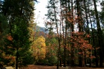 Colores del otoño en Yosemite