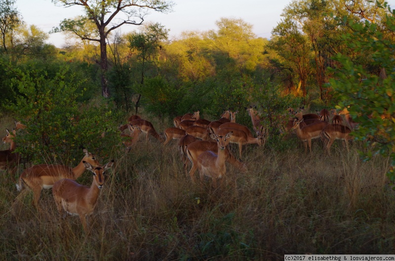 Días 5 a 8 - 12 días por Sudáfrica y Zimbabwe (2)