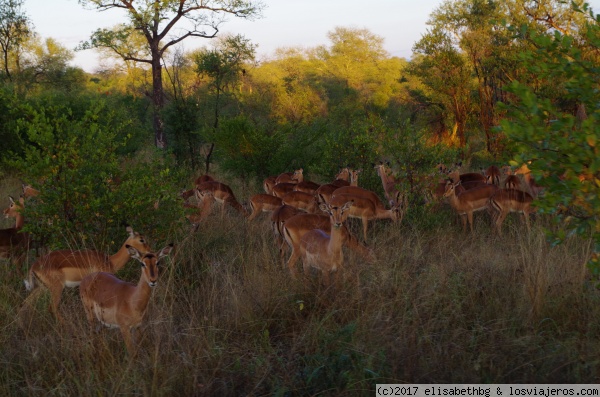 impalas kruger
impalas kruger
