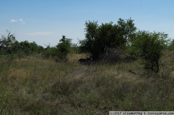 leopardo comiendo kruger
leopardo comiendo Kruger
