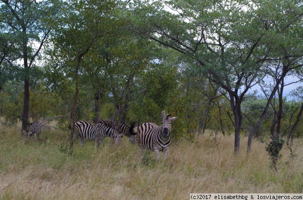 Cebras Kruger
Cebras Kruger
