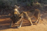 Walk with lions 2
