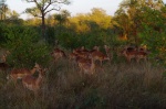 impalas kruger