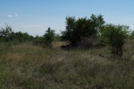 leopardo comiendo kruger
Kruger, leopardo, comiendo, kruger