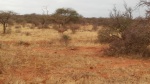 Día 3 y 4. Viaje a Samburu y primeros safaris