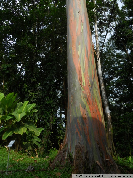 Arbol tipico de Costa Rica
Este arbol que asemeja a la paleta de un pintor, se puede encontrar en diversos lugares.

