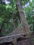 Parque Nacional Rincon de la Vieja
Parque, Nacional, Rincon, Vieja, Estos, enormes, arboles, centenarios, encuentran, todo, parque