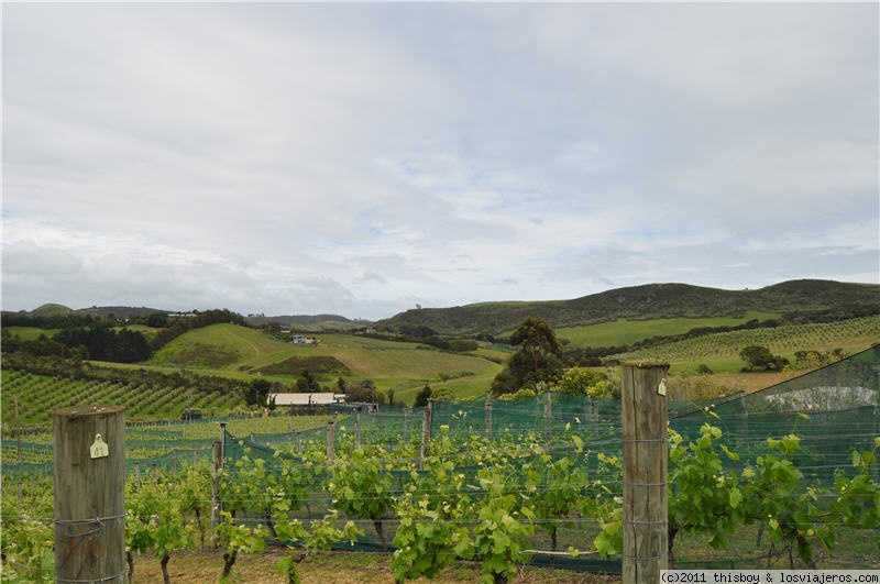 Viaje alucinante por la Tierra Media (aka New Zealand o Aotearoa) (2011) - Blogs de Nueva Zelanda - Auckland (2)
