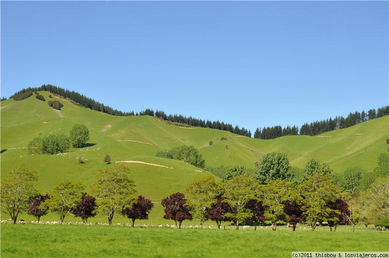 Foro de Conducir En Nueva Zelanda: Nueva Zelanda - Paisaje