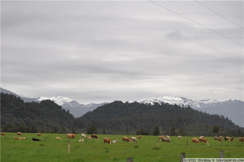 Viaje alucinante por la Tierra Media (aka New Zealand o Aotearoa) (2011) - Blogs of New Zealand - West Coast Primera Parte (Punakaiki - Hokitika - Glaciers) (3)