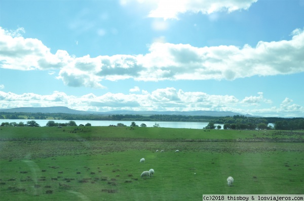 Scotland_Trossachs_1
De ruta, con más ovejas que humanos
