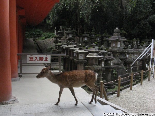 Etapa 4 – Kyoto y alrededores - Cuadernos Nipones (2007) (22)