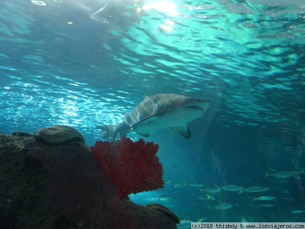 184_Toronto_Aquarium_tiburones_1
Trío de fotos de tiburones (1/3)

