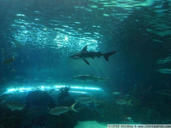 186_Toronto_Aquarium_tiburones_3
Trío de fotos de tiburones (3/3)
