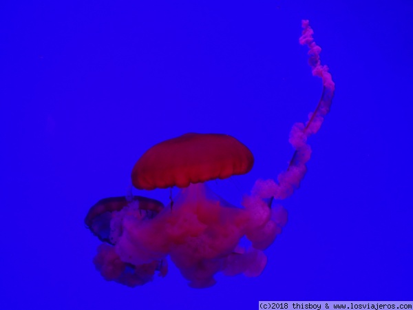 187_Toronto_Aquarium_medusa
Una de las medusas que se pueden ver en el aquarium
