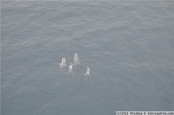 Kaikoura - Ballenas
Foto tomada des de la avioneta en la excursión que hicimos para ver ballenas. Y vaya si vimos!! Hasta cinco. Una pasada.
