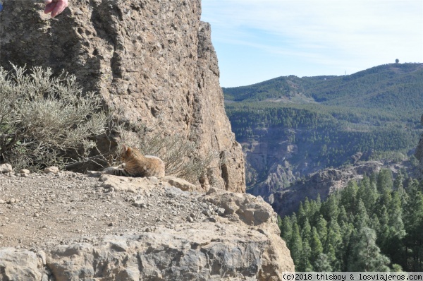 Diarios de Candela la viajera. Ruta por Gran Canaria (2017) - Blogs de España - Etapa 2 – Destino sur y centro (11)