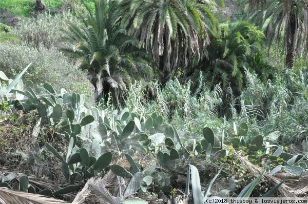 Canarias_Jardin_Botanico_1
Cactus a tutiplén
