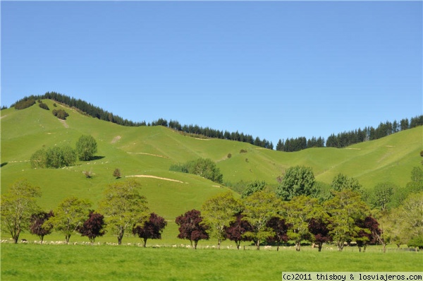 Nueva Zelanda - Paisaje
Foto tomada des del coche de camino hacia la West Coast. Este paisaje simboliza el estándar en Nueva Zelanda: colinas verdes, todo muy brillante, árboles y bosques por doquier (sólo faltaban un grupito de ovejas o vacas, que también hay a montones). Maravilloso.
