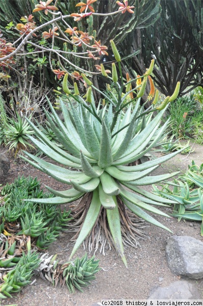 Canarias_Jardin_Botanico_6
Foto del jardín botánico
