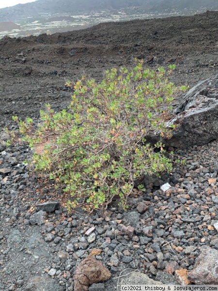 Diarios de Candela la viajera. Visita a La Palma en Enero de 2020 - Blogs de España - Etapa 5 – Tubo volcánico y playa de Zamora (3)